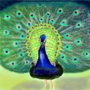 peacock peacock