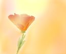 flower flower
