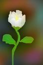 another-flower another-flower