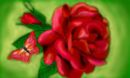 red-rose