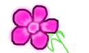 pink-flower