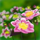 field-of-flowers