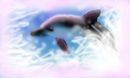 dolphin