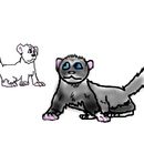 ferrets