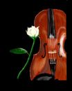 violin