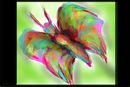 butterfly-oh-butterfly