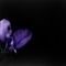 passion-flower by elli