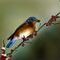 male-eastern-bluebird by babsblueeyes