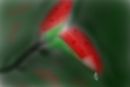autumn-leaves