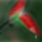 autumn-leaves by flower