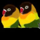 lovebirds