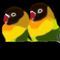 lovebirds by kirran123