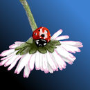 resting-ladybug