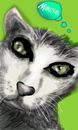hello-cat