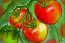 tomatos