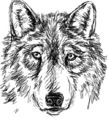 wolfs-sketch