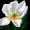 tulip by nela_alen