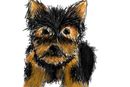 yorkie
