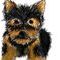 yorkie by drawlikeapro