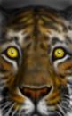 eye-of-the-tiger