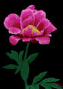pink-rose