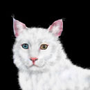 the-van-cat