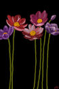 tall-flowers