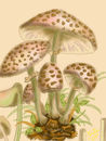 mushrooms