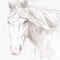 wild-horse by pppman