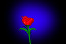 rose