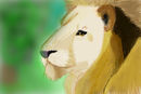 lion-gaze