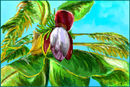 bananas-mother-and-her