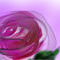roses-of-summer by tasha