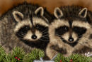 happy-little-raccoons