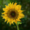 sunflower by andypandy31