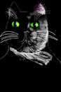buster-the-tuxedo-cat