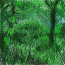 jungle