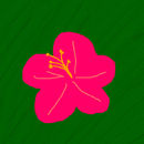 hibiscus
