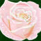 pink-rose by kay14