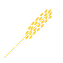 grain