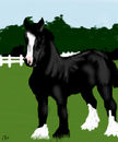 black-shire