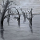 dead-forest