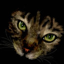 cat-in-the-dark