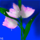 dew-on-tulips