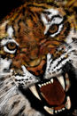 roar