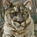 mountain-lion