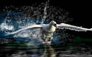 forced-landing