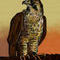falcon by ph