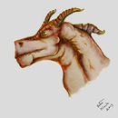 dragon dragon