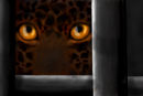 cat-s-eyes